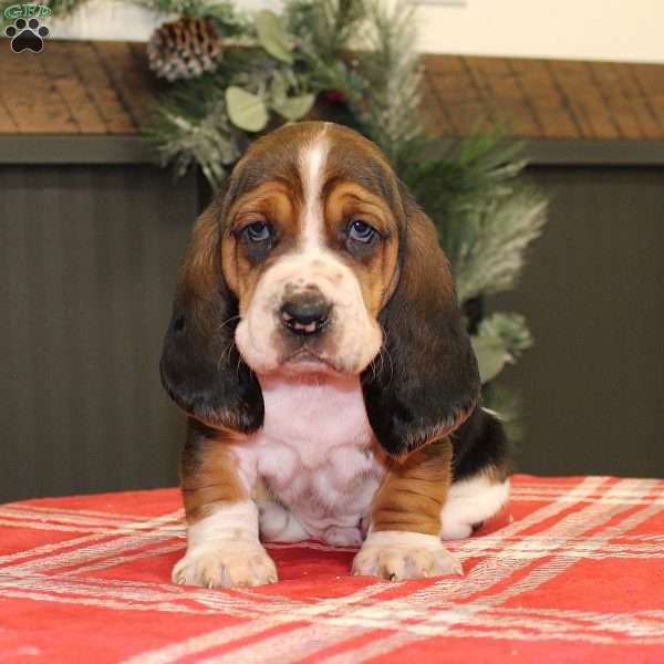 Snoopy, Basset Hound Puppy